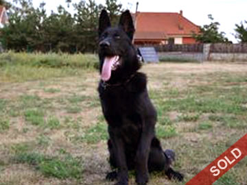 Protection Dogs for sale in Canada