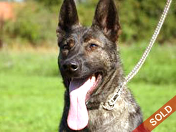 Protection Dogs for sale in Canada