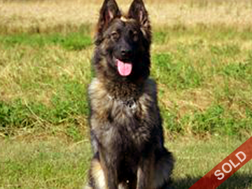 Protection Dogs for sale in Canada