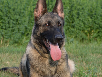 Ark - Protection Dogs for Sale in Canada