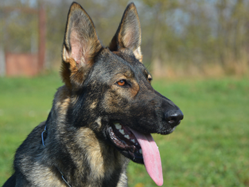 EMA - Family Protection Dog in Canada