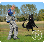 Personal Protection Dogs for Sale Canada