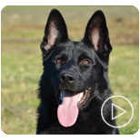 Personal Protection Dogs for Sale Canada