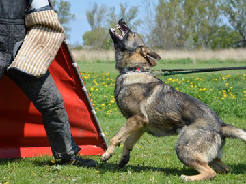 ARK in action | Protection Dogs Canada