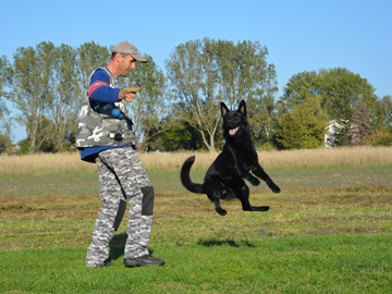 BAX in action | Protection Dogs Canada