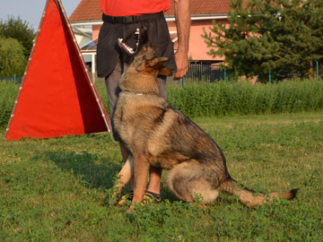 CHANA in action - Protection Dogs Canada