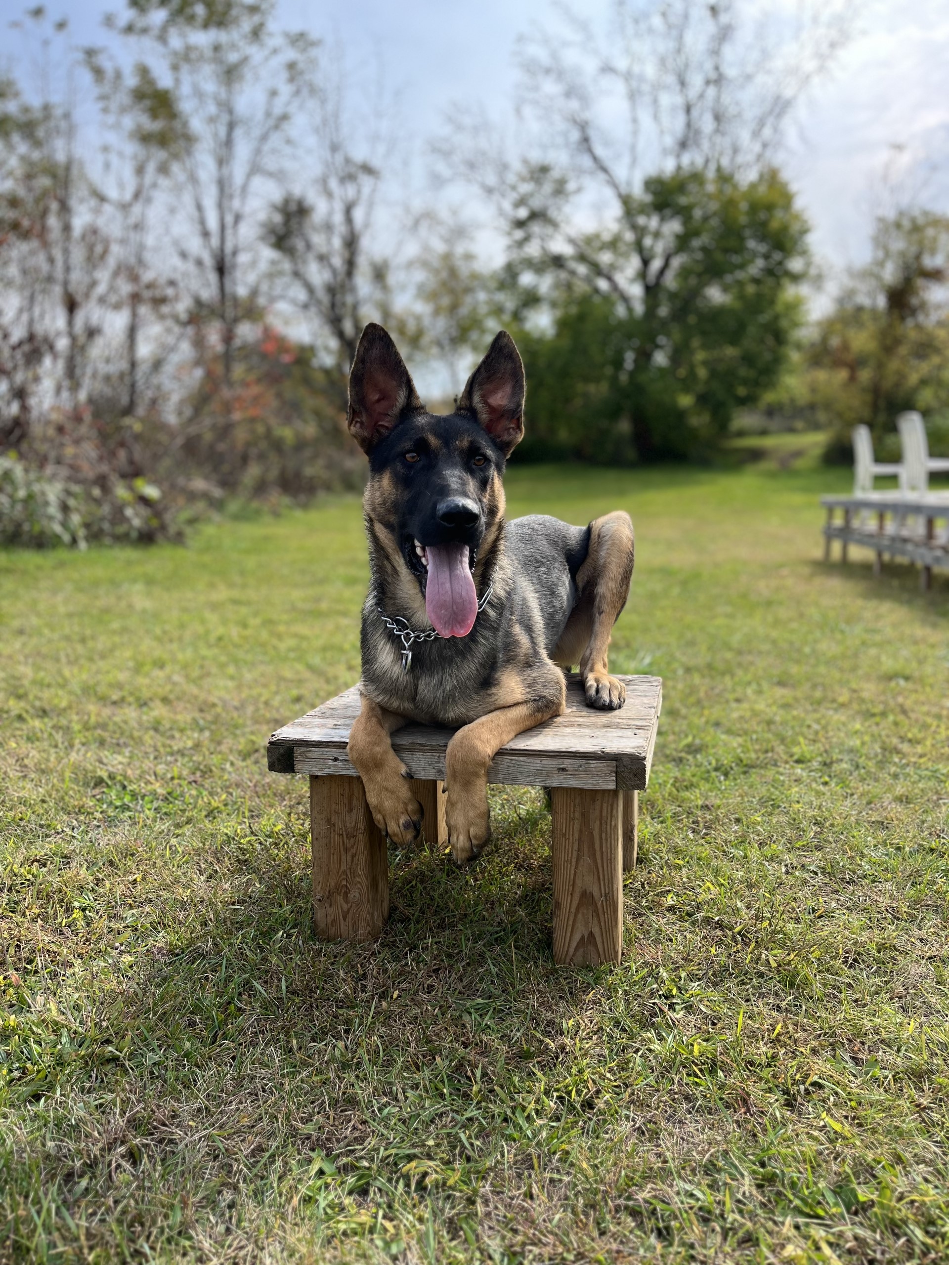 Protection Dogs for sale in Canada