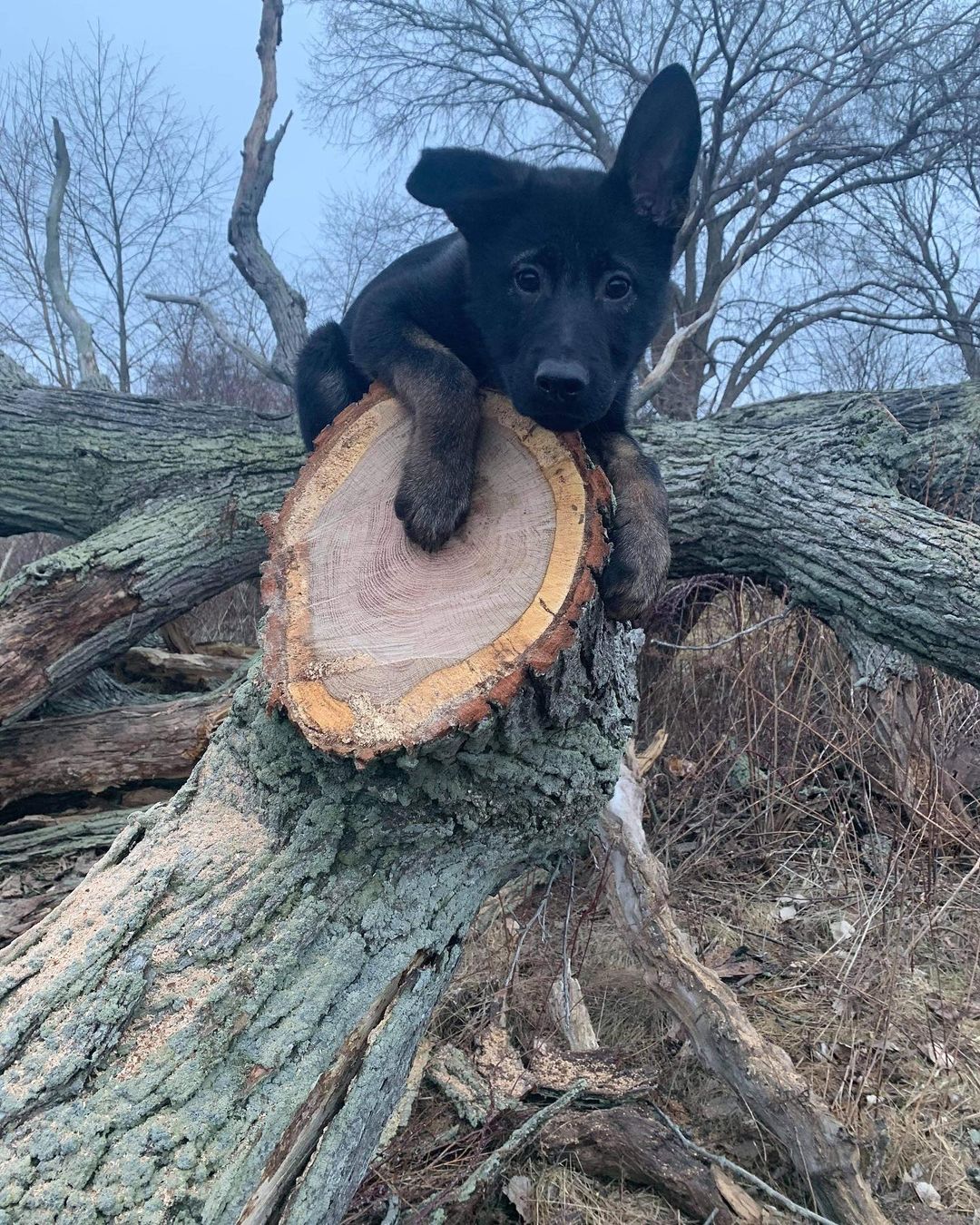 Family protection dog