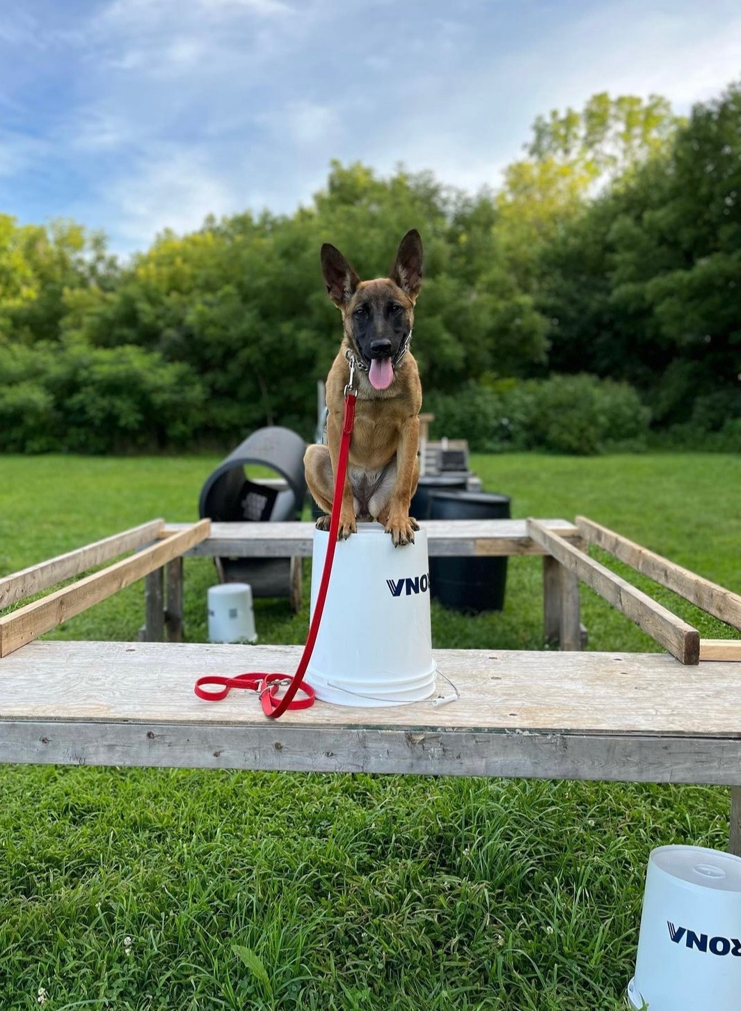 Personal protection German Shepherd for sale in Canada Fully Trained Dogs for Sale in Canada