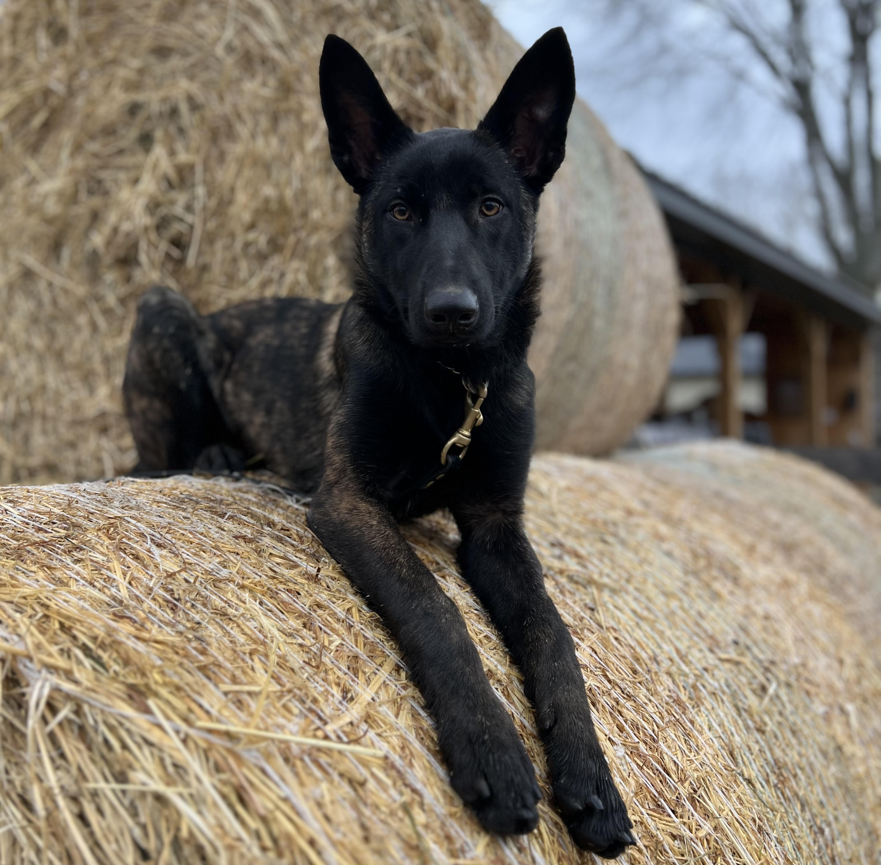 Protection Dogs for sale in Canada