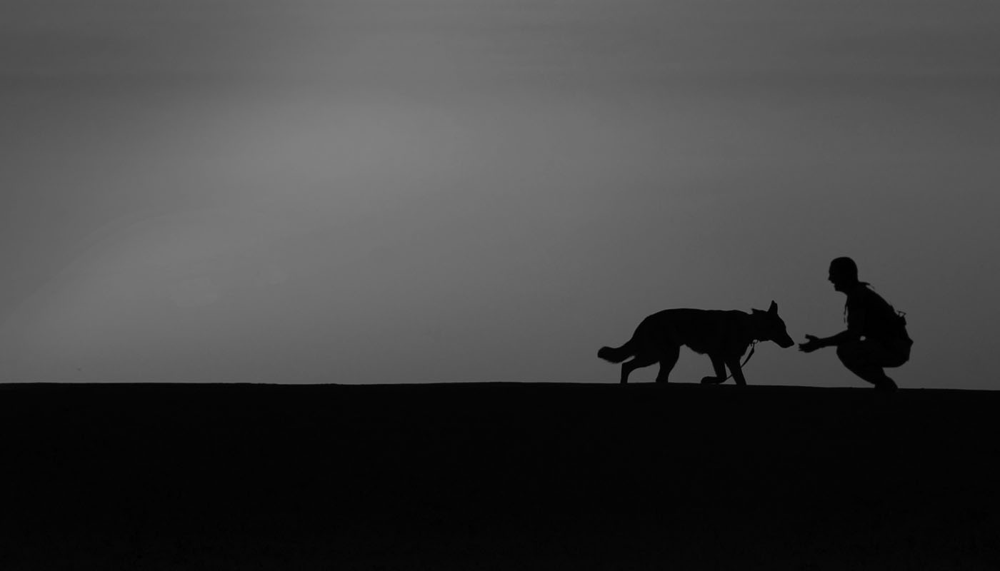 What is a Personal Protection Dog?