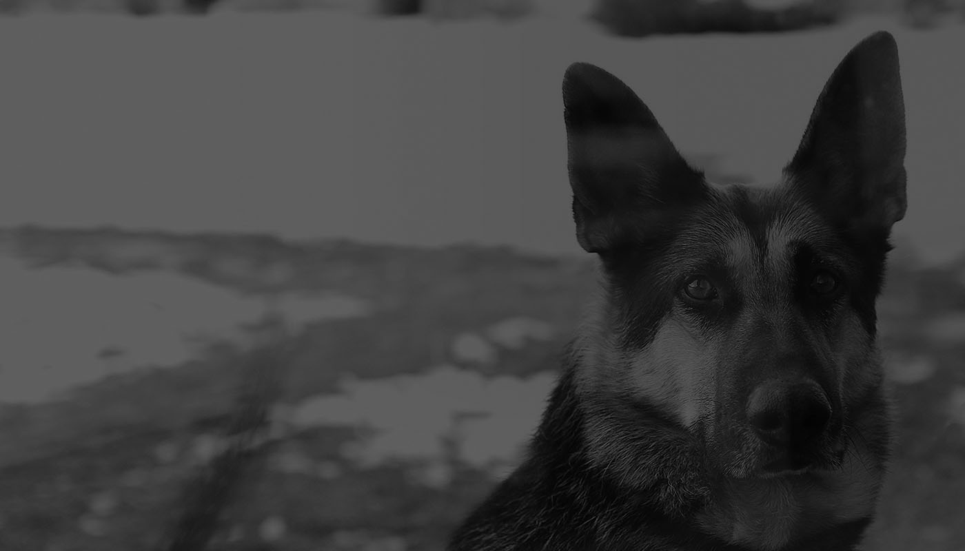 personal protection dogs canada
