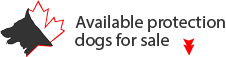 Available Protection Dogs in Canada for Sale